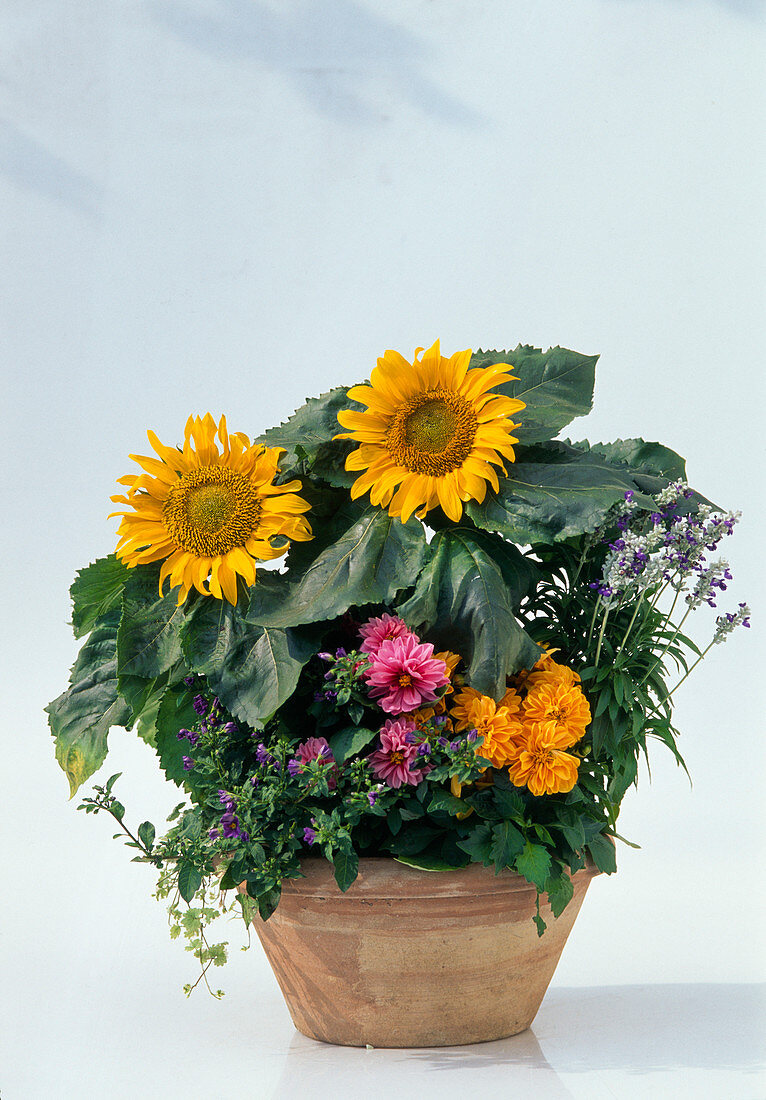 Schale mit Helianthus (Sonnenblumen), Dahlia (Dahlien)