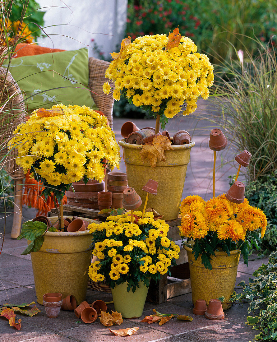 Chrysanthemum (autumn chrysanthemum), stems