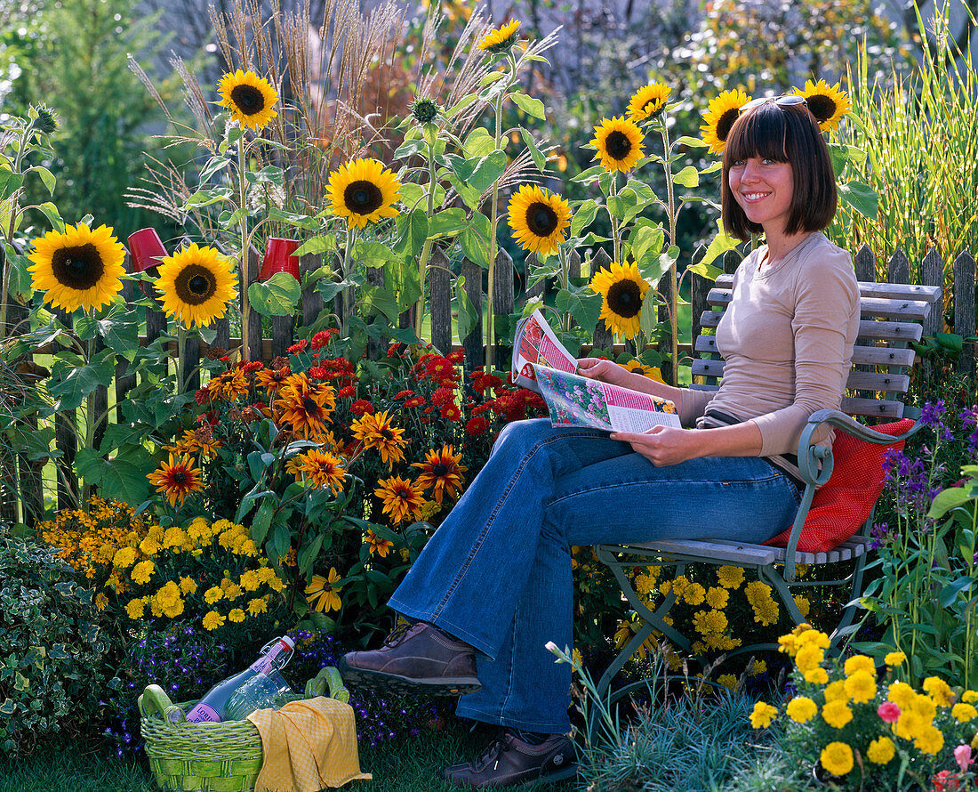 Helianthus (Sonnenblumen), Rudbeckia (Sonnenhut), Tagetes