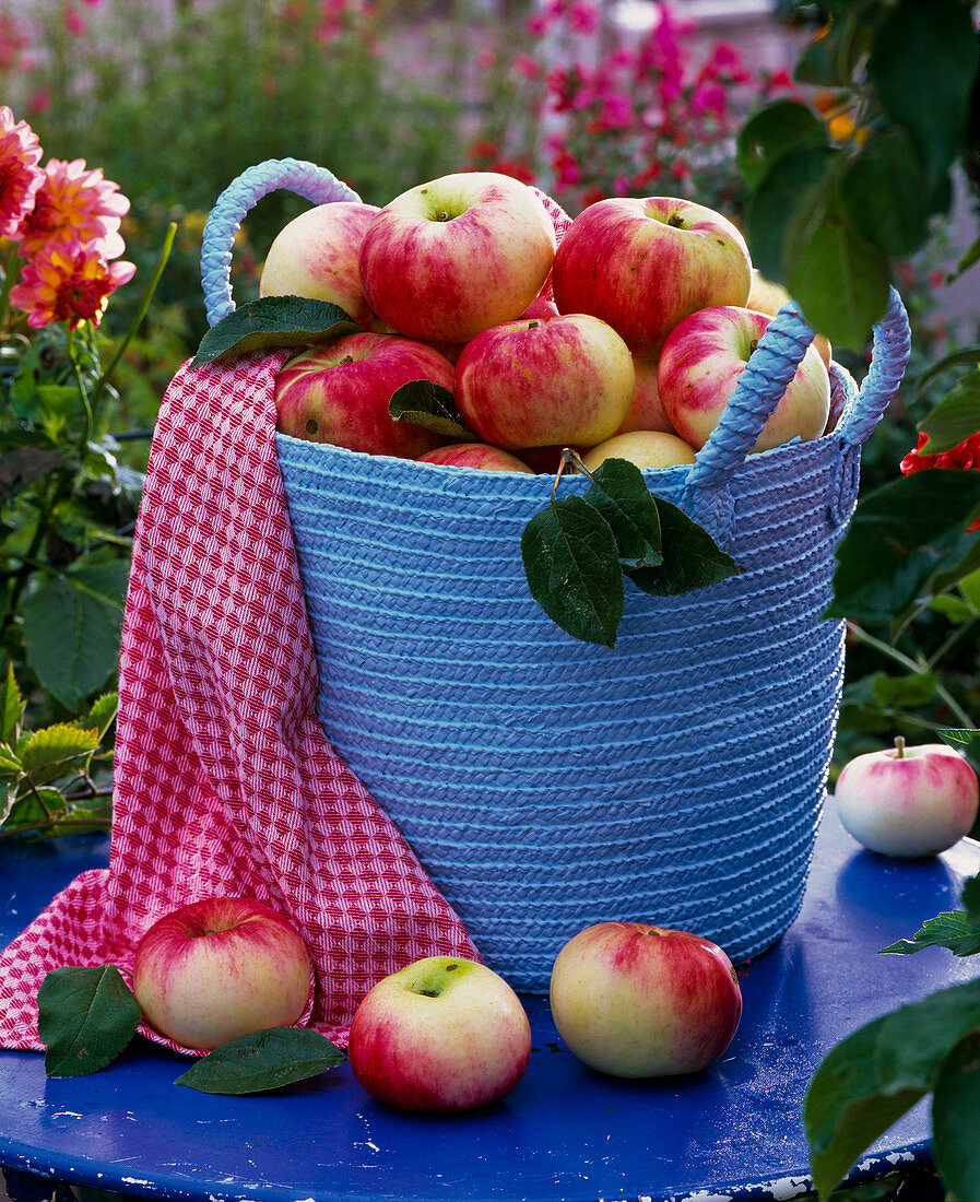 Malus 'Jakob Fischer' (Äpfel) in blauem Flechtkorb, Handtuch