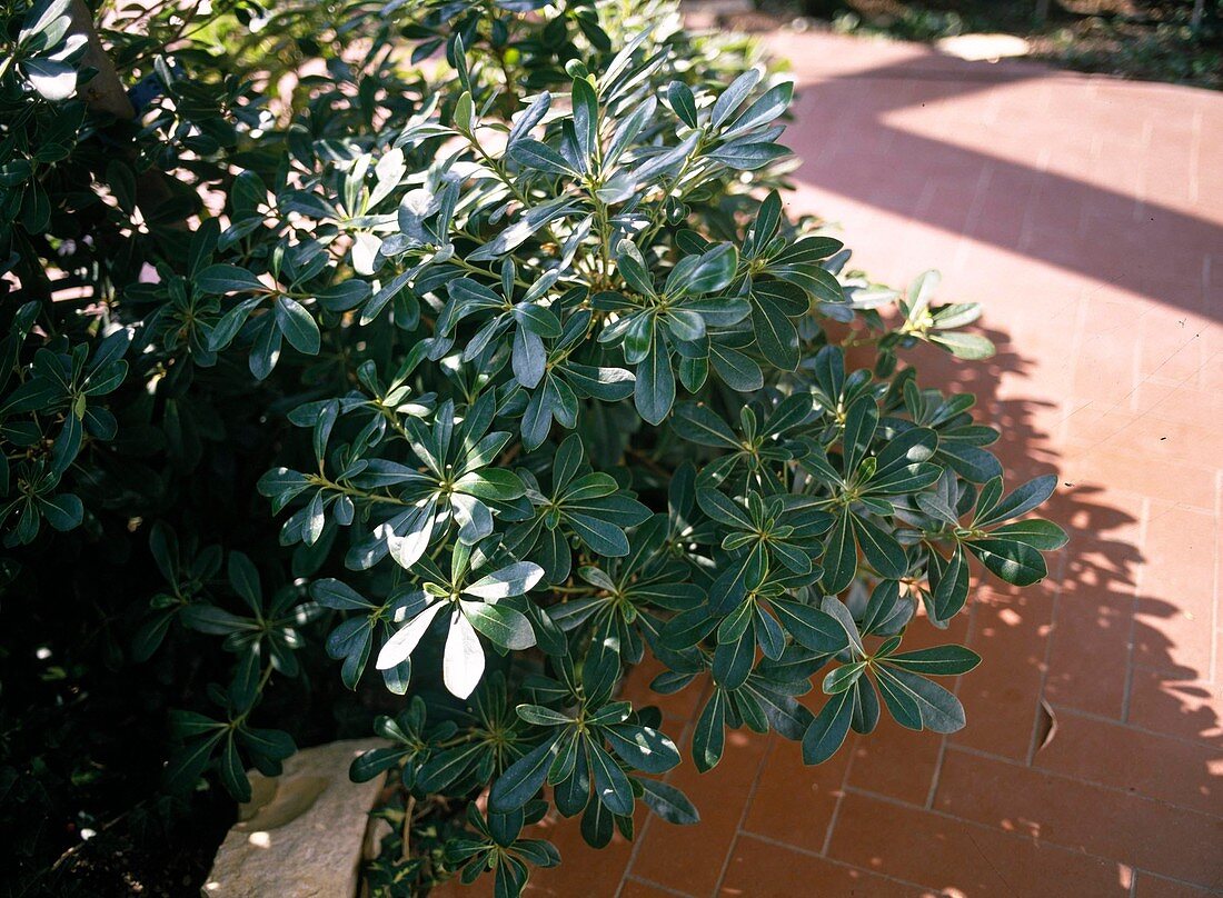 Pittosporum tobira