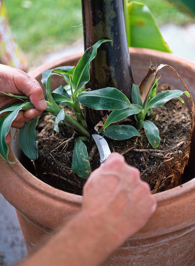 Repot banana plant