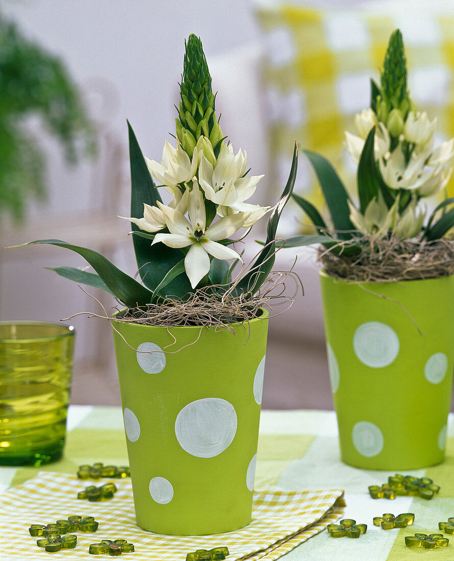 Ornithogalum arabicum (milk star) in green pots