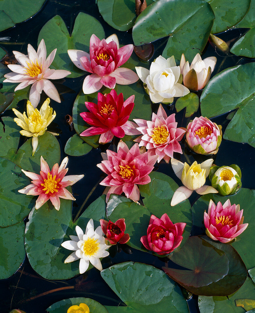 Water lilies board