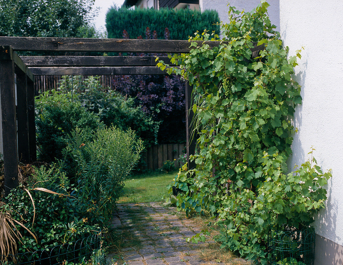 Vitis (grapes) on pergola by the house