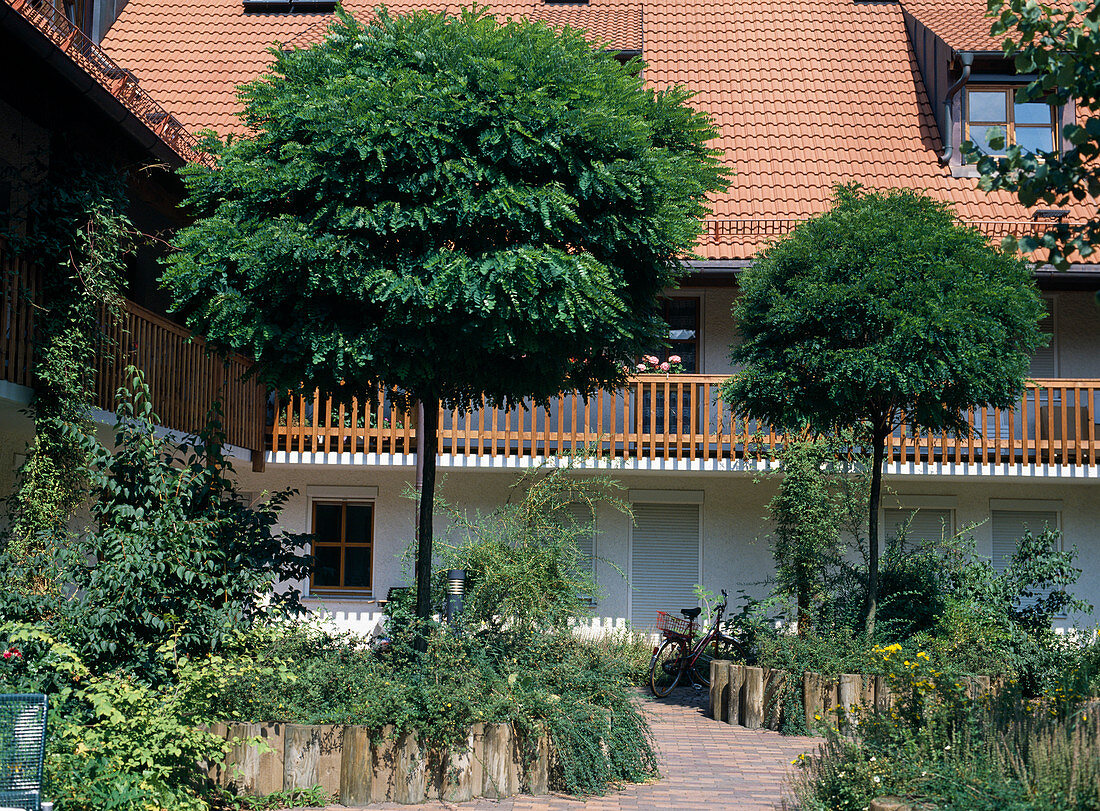 Robinia pseudoacacia 'Umbraculifera' (globe robinia)