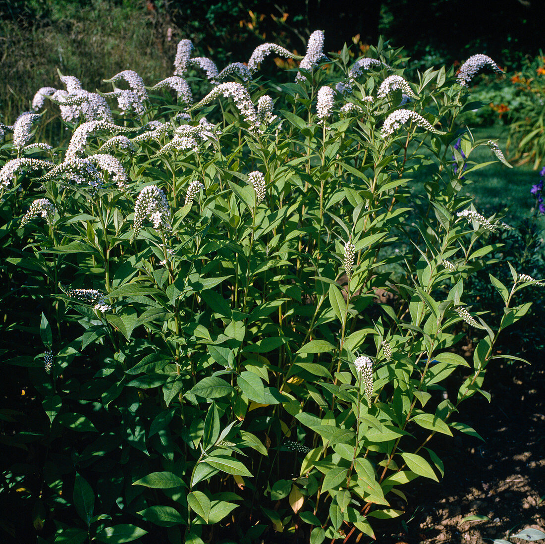 Lysimachia clethroides (Schneefelberich)