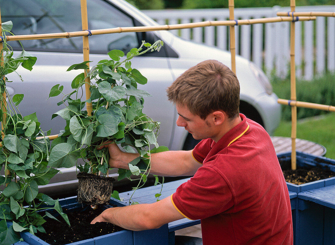 Make privacy screens out of Ipomoea