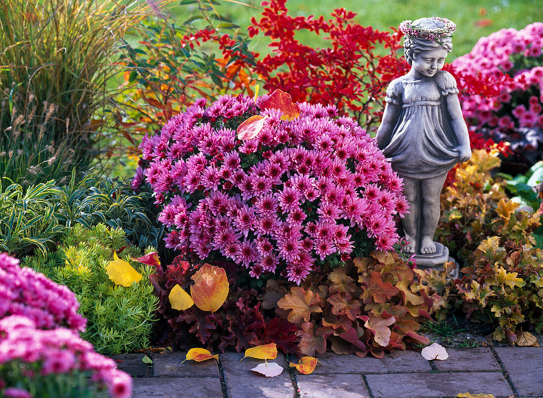 Chrysanthemum Yahou 'Nitro' (autumn chrysanthemum)