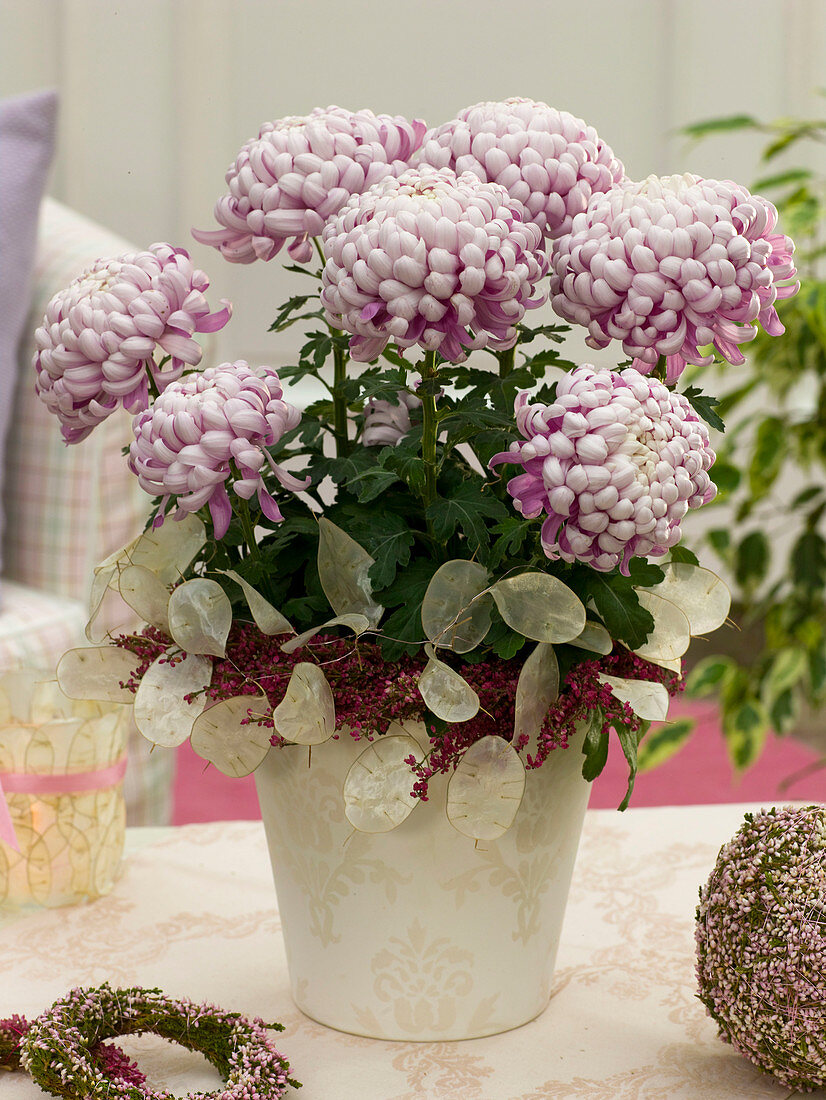 Chrysanthemum with wreath of Lunaria