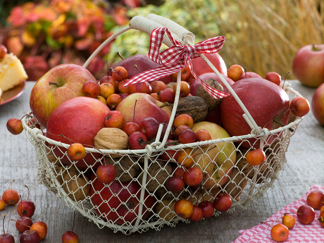Malus (apples, ornamental apples), Juglans (walnuts) in metal basket with handle