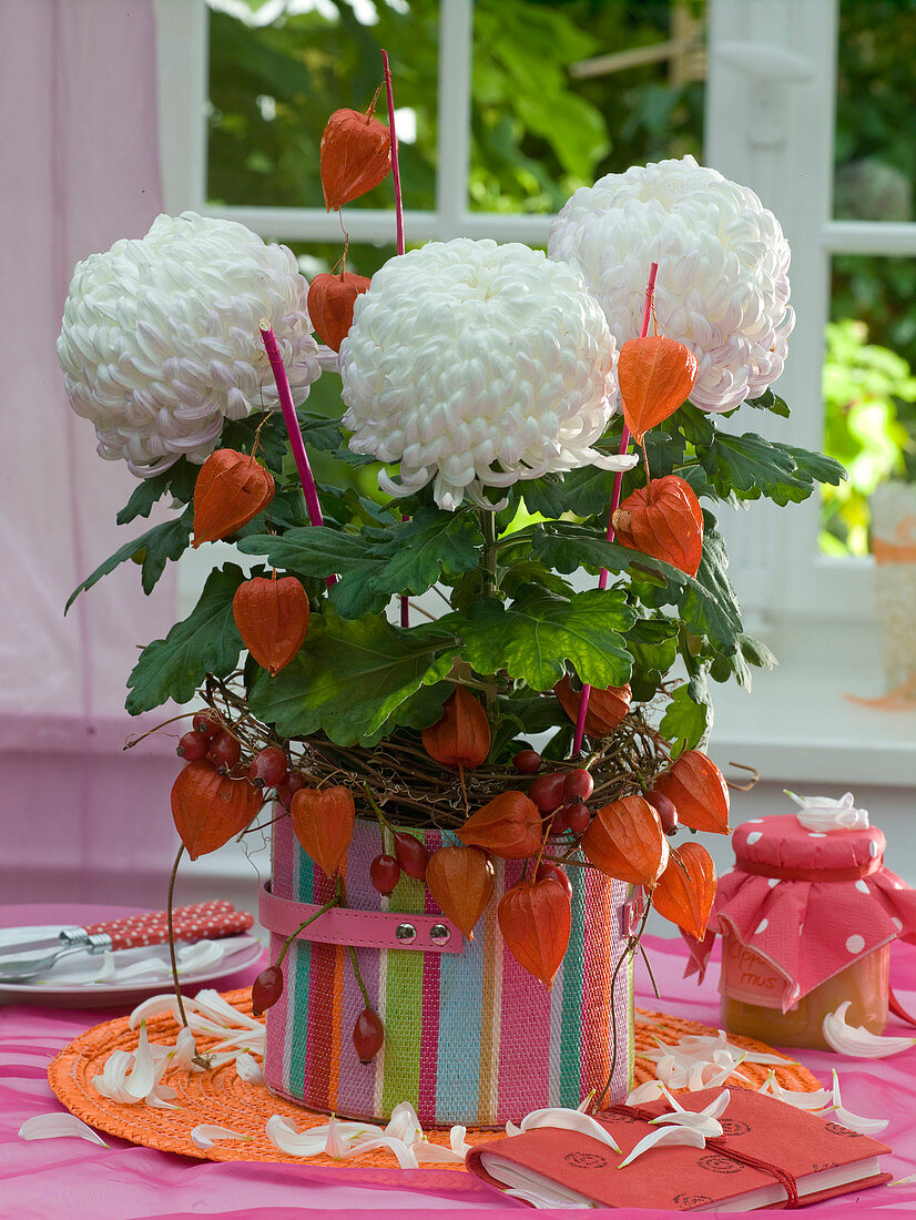 Chrysanthemum in a striped bag