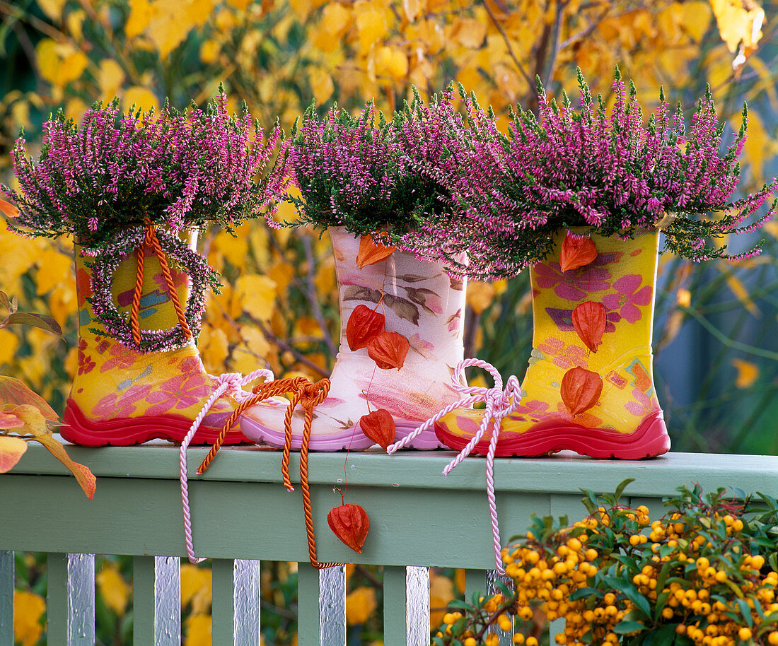 Calluna Garden Girls 'Pink Alicia' (Blossoming Broom Heath)