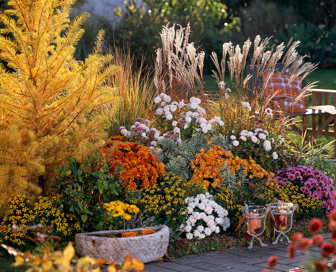 Yellow-orange autumnal bed, Larix decidua (larch), Chrysanthemum