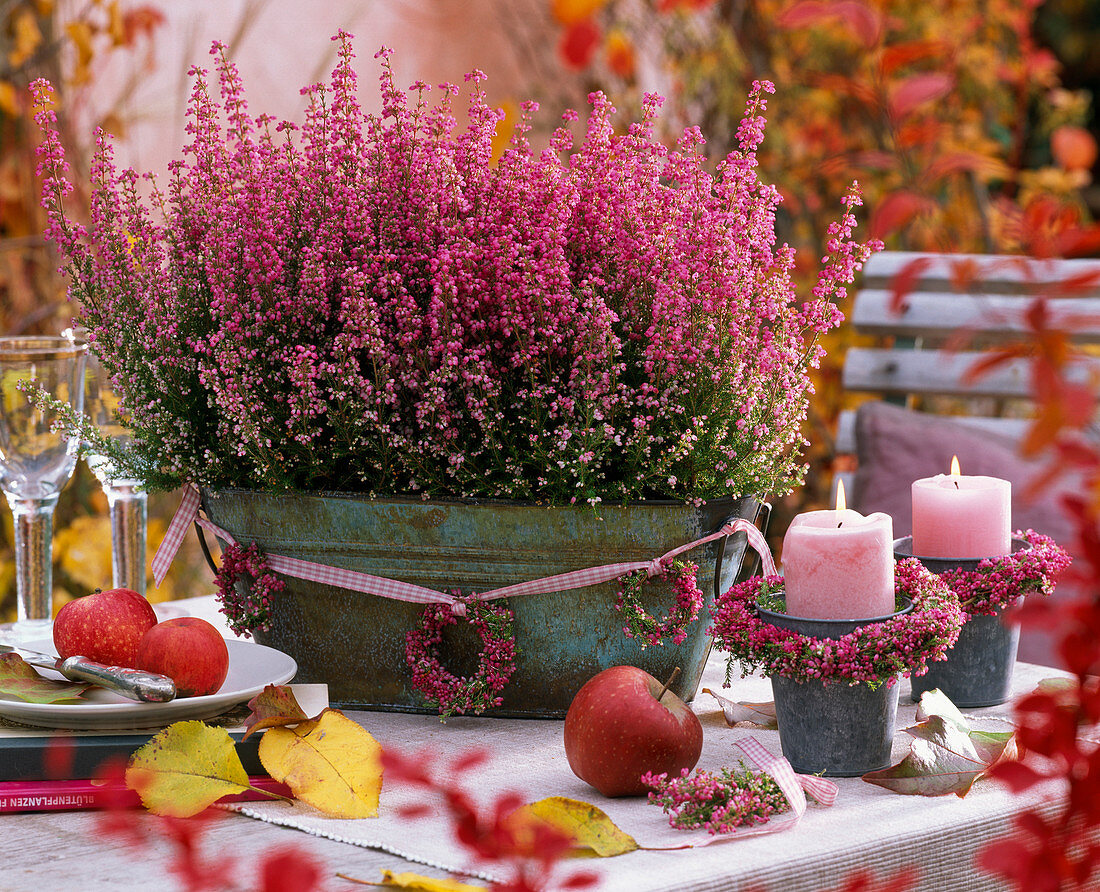 Erica gracilis (pot Erica) in Metal planter