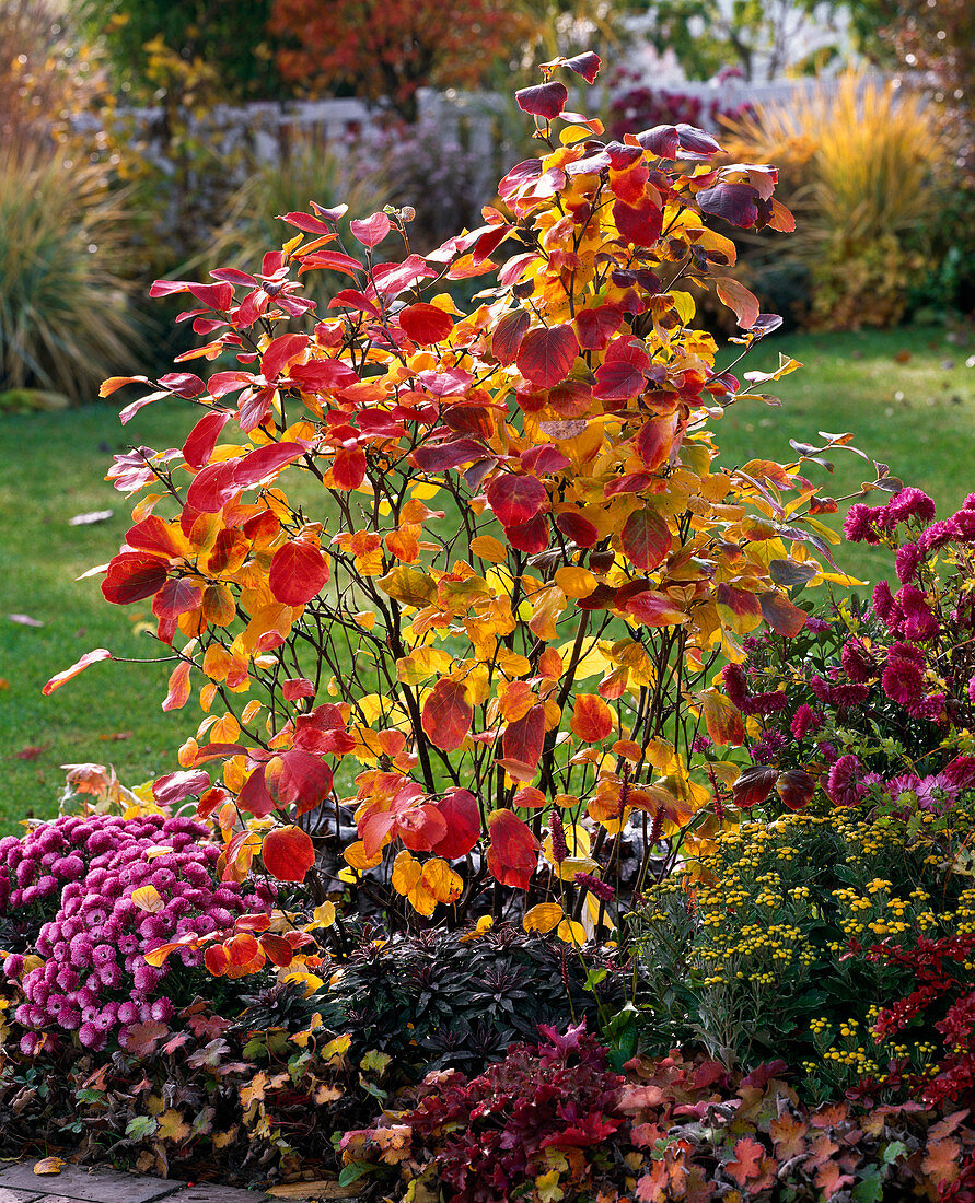 Fothergilla major, Ajania