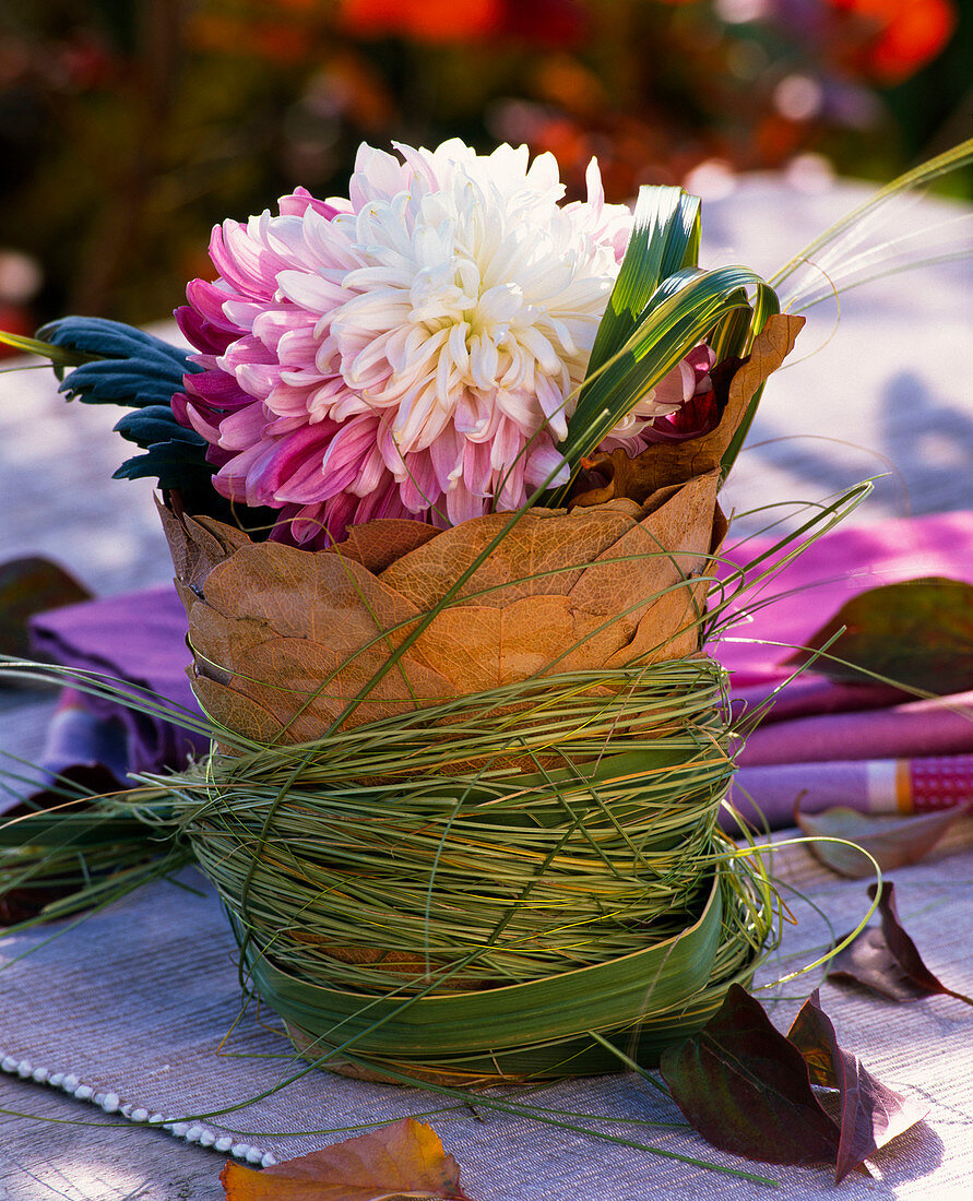 Chrysanthemum (grossblumige Herbstchrysantheme) in Topf mit Herbstlaub