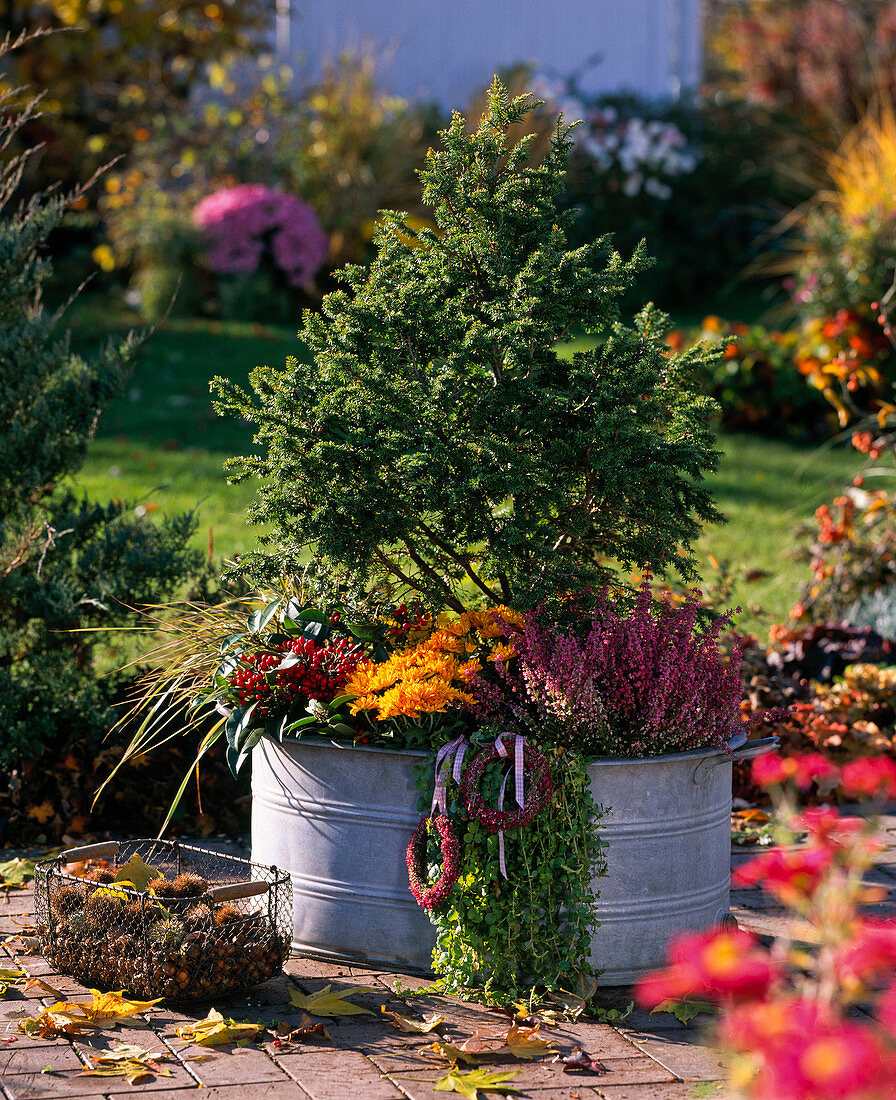 Tsuga canadensis 'Greenwood Lake' (Dwarf Hemlock)