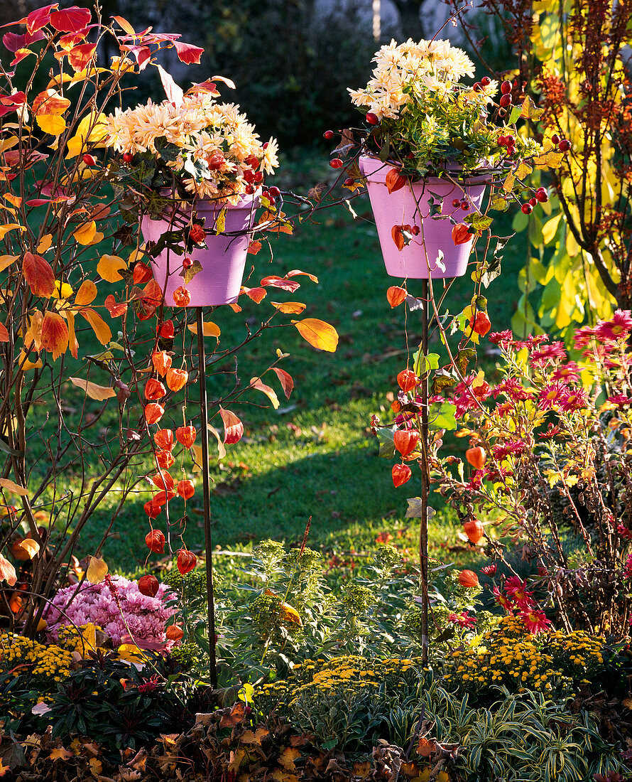 Chrysanthemum Yahou 'Peach' (autumn chrysanthemum)