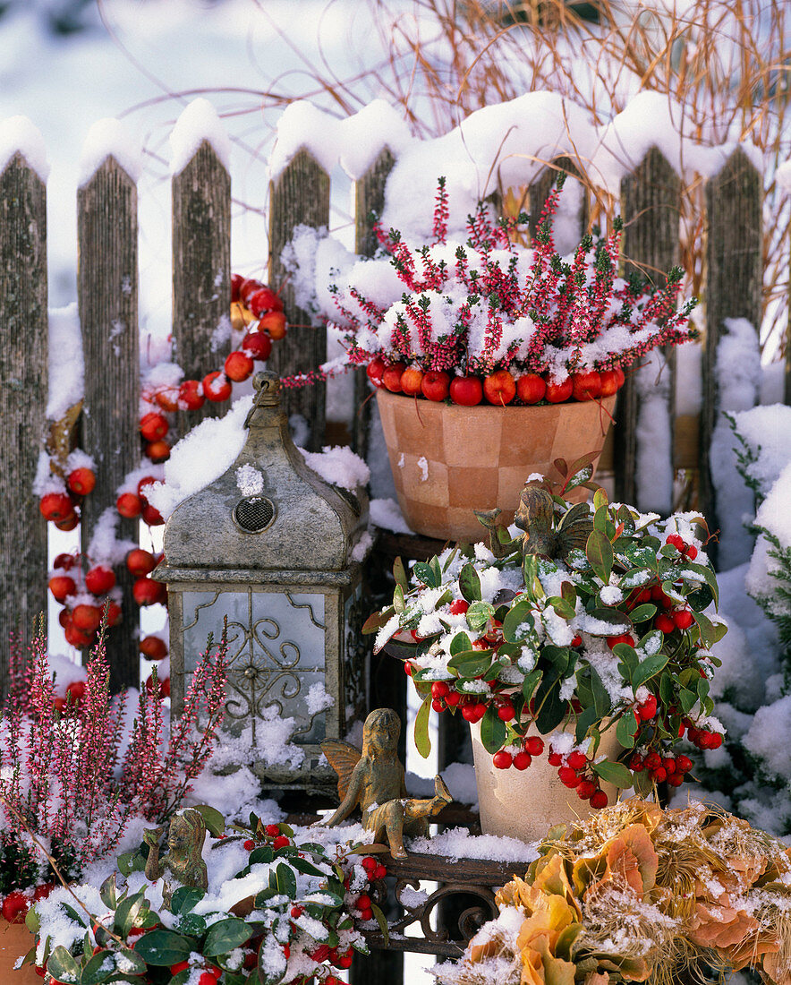 Calluna Garden Girls (Knospenblühende Besenheide), Gaultheria