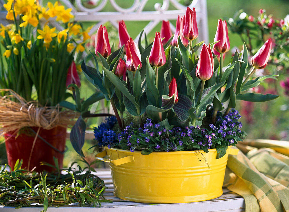 Tulipa (Tulpen), Myosotis (Vergißmeinnicht)