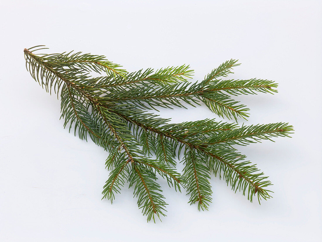 Branch of Picea abies (red spruce) as a free-standing tree