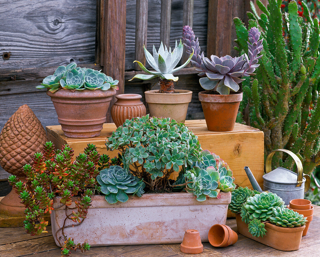 Succulents in terracotta boxes and clay pots