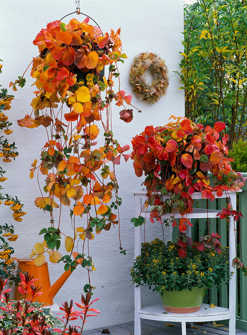 Fragaria (strawberry plant) in autumn coloration