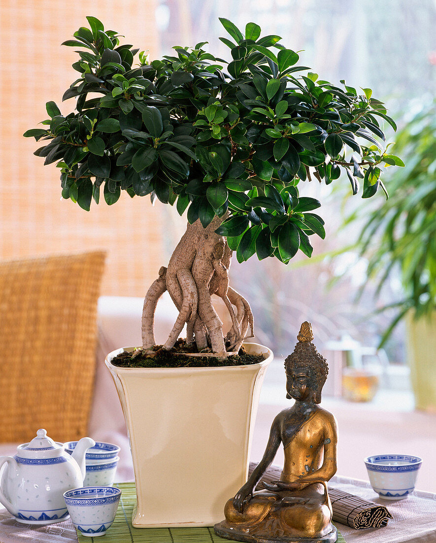 Ficus nitida 'ginseng' (rubber tree) as bonsai