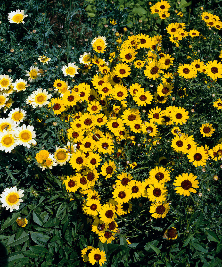 Chrysanthemum segetum 'Prado' (wildflower)
