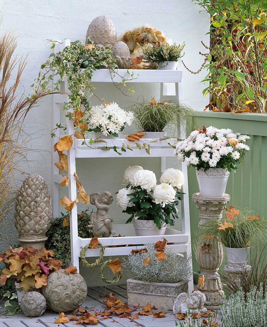 White autumn balcony with chrysanthemum (autumn chrysanthemum)