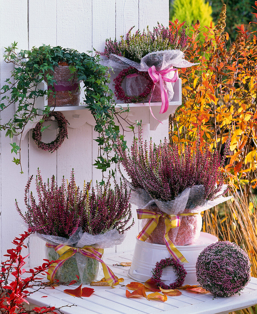 Calluna Garden Girls (Blossoming Broom Heath), Hedera