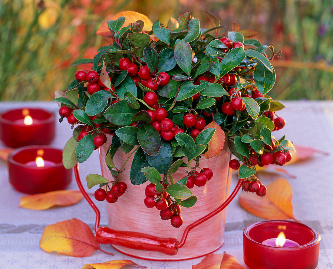 Gaultheria procumbens (mock berry) in small metal bucket