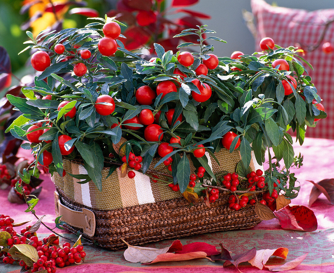 Solanum pseudocapsicum (Coral berry)