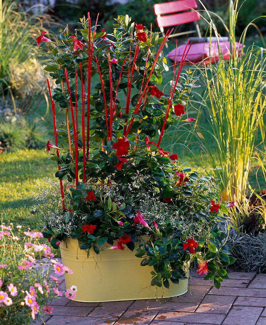 Mandevilla 'Sundaville Red' (Dipladenie), Euphorbia 'Diamond Frost'