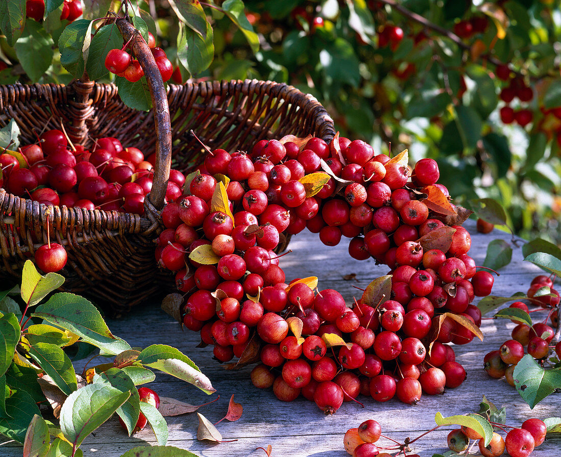 Wreath made of malus (ornamental apple) leaning on basket