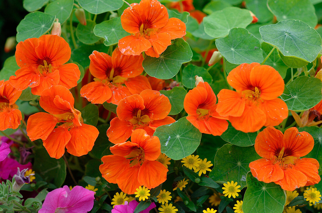 Tropaeolum majus (nasturtium) with orange flowers