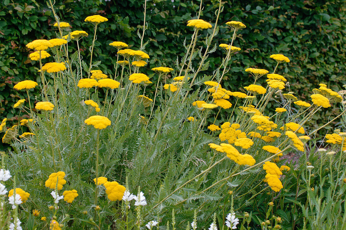 Achillea filipendulina (yarrow)