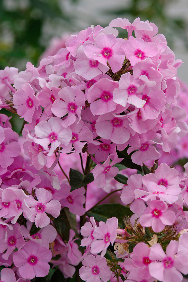 Phlox paniculata 'Country Wedding' (Phlox)