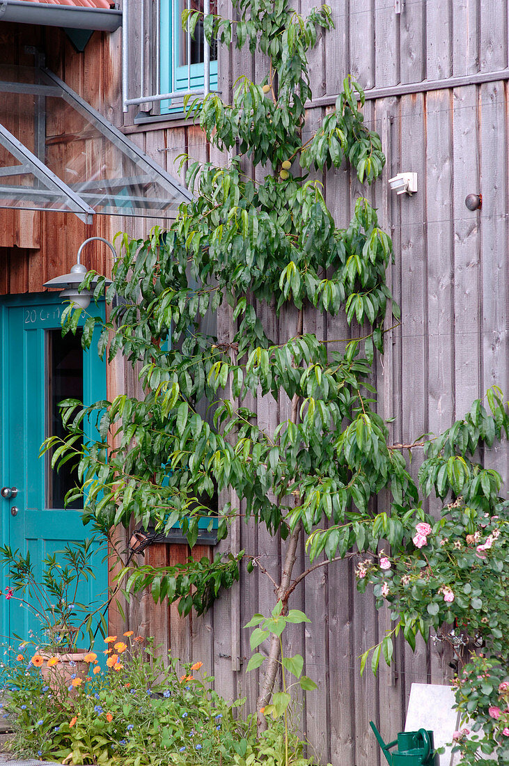 Prunus persica (peach tree) as trellis on wooden house wall