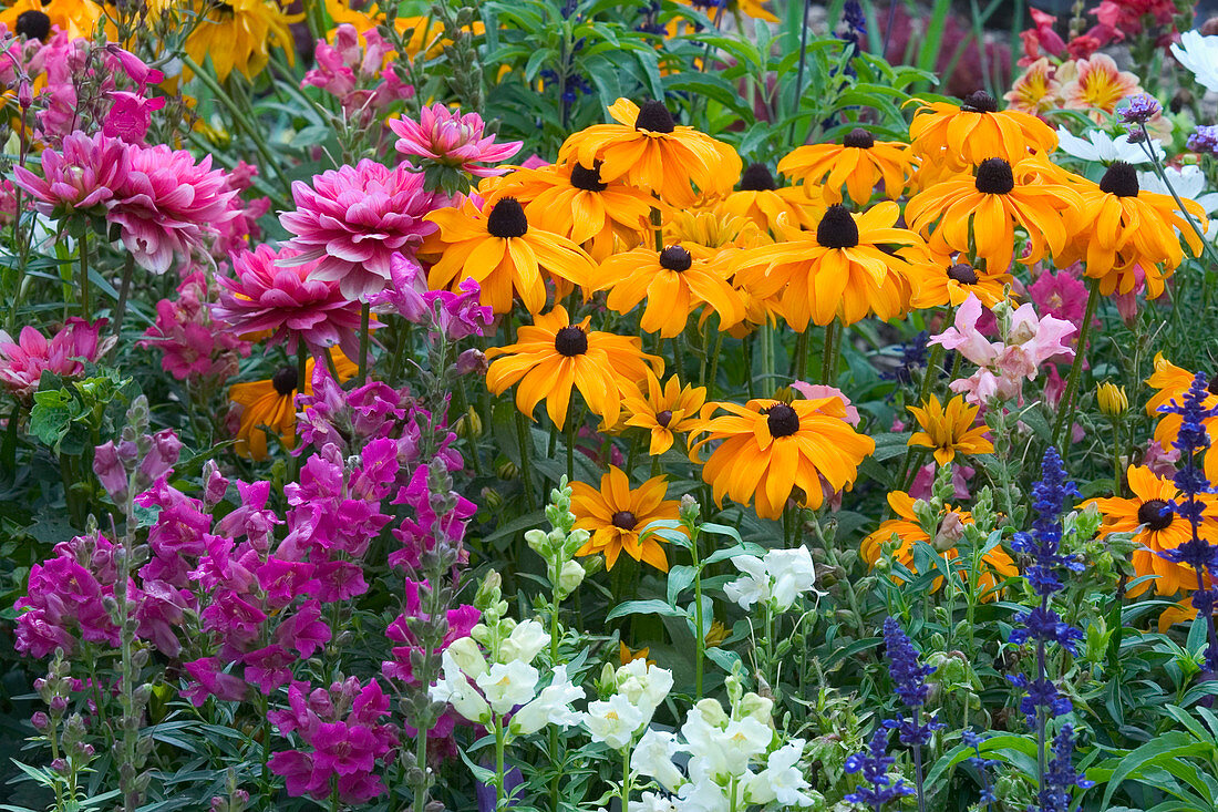 Summer flower bed: Rudbeckia hirta (coneflower), Antirrhinum (snapdragon), Dahlia (dahlia), Salvia farinacea (flour sage)