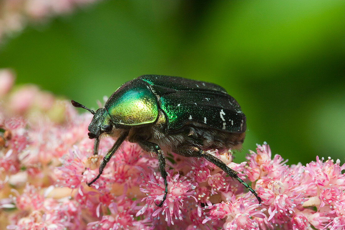 Cetonia aurata (Golden rose beetle)