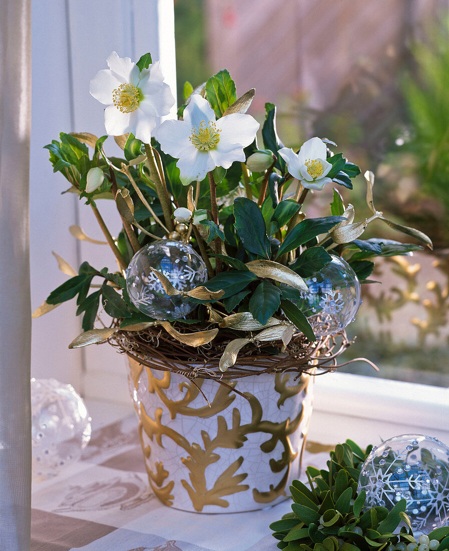 Helleborus (Christrosen) mit vergoldeten Viscum (Misteln)