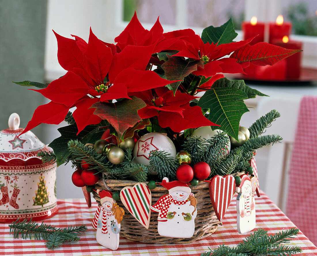 Euphorbia pulcherrima (poinsettia) decorated with Abies