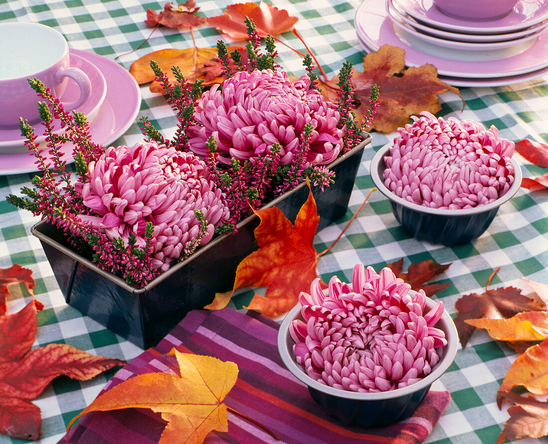 Blüten von Chrysanthemum (großblumigen Herbstchrysanthemen), Calluna