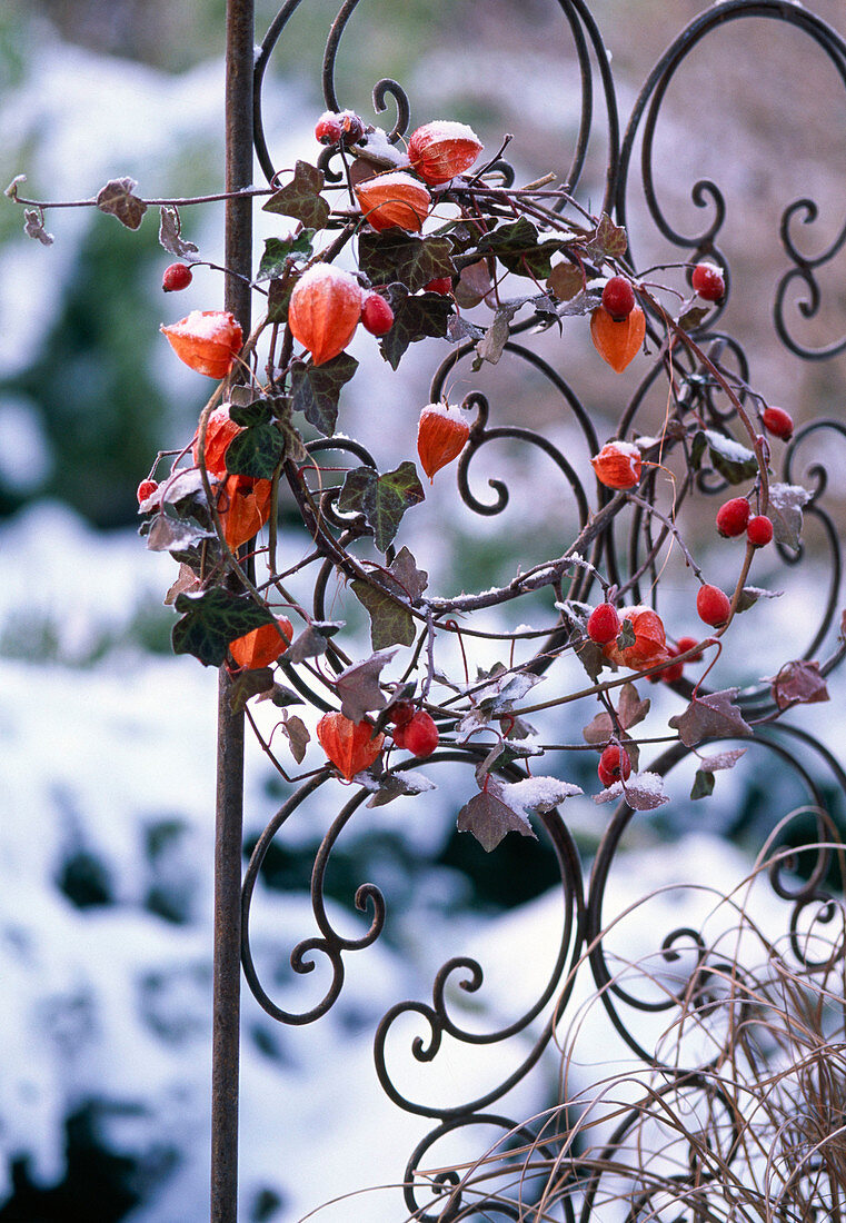 Wreath of hedera (ivy), physalis (lampions) and rose hips