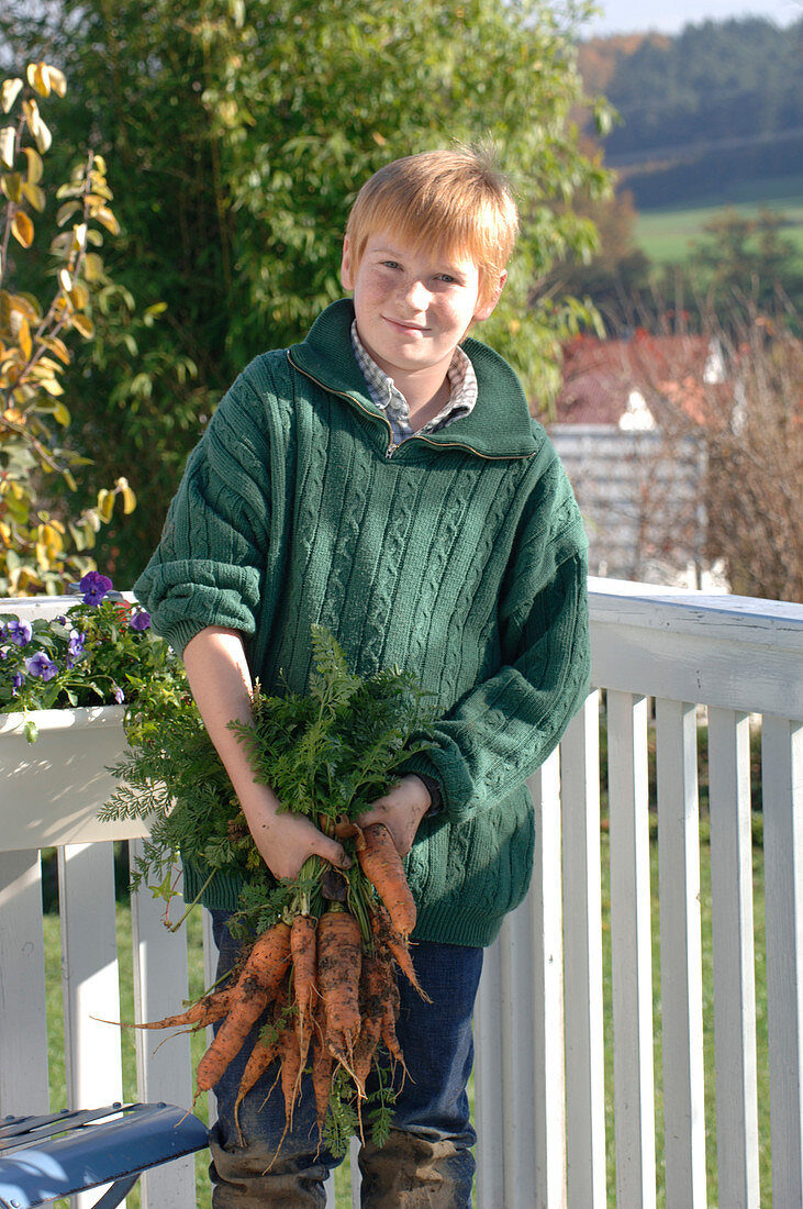 Junge mit frisch geernteten Daucus (Möhren, Karotten)