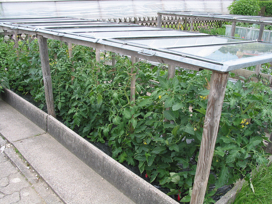 Lycopersicon (Tomaten) im Beet mit Regenschutz