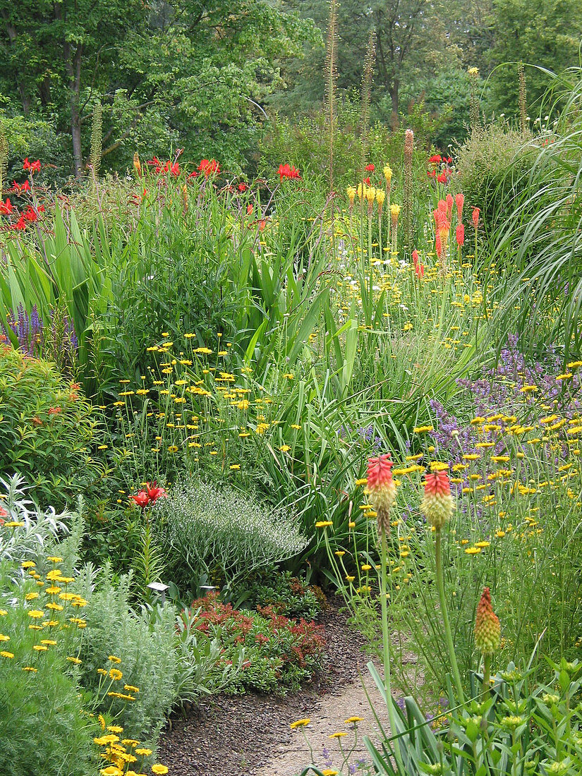 Variegated herbaceous border with Crocosmia (Montbretia), Kniphofia (Torch lily)