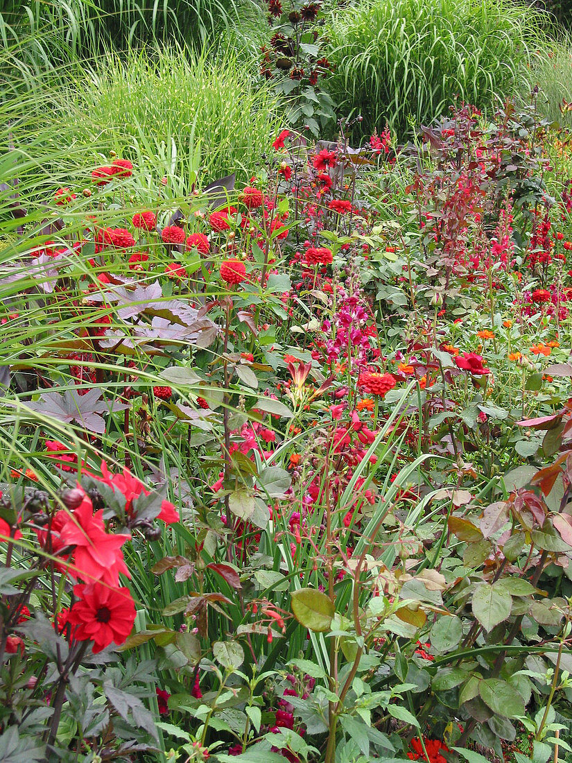 Red summer bed with Dahlia (Dahlia), Ricinus (Castor), Antirrhinum